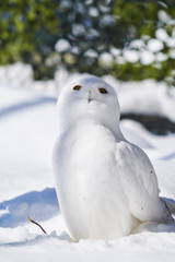 ポーズをとるシロフクロウ
