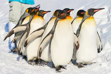 Plexiglas foto achterwand キングペンギンの散歩   © yuji_to