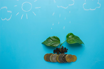 money growing concept