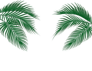 Different in form tropical dark green palm leaves on both sides. Isolated on white background. illustration