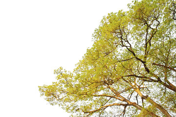 tree isolated on white background with Clipping Path