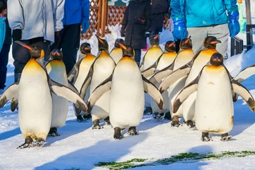 Foto op Plexiglas ペンギンの散歩   © yuji_to