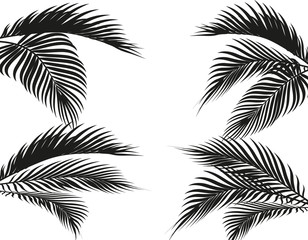 Different in form tropical black and white palm leaves. Isolated on white background. illustration
