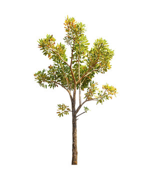 alstonia scholaris tree isolated on white background with Clipping Path