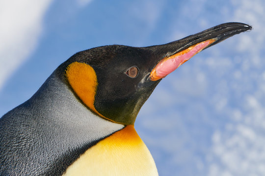 キングペンギンの顔
