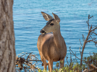 California Deer Coastal