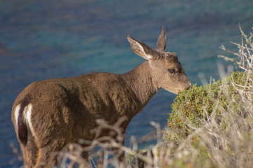 California Deer Coastal