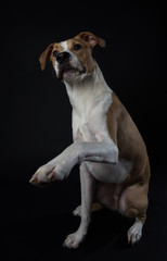 Portrait of Fawn and White Colored Dog of Mixed Breeds on Dark Background
