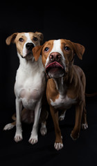 Portrait of Fawn and White Colored Dogs of Mixed Breeds on Dark Background