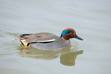 コガモ　Eurasian teal	