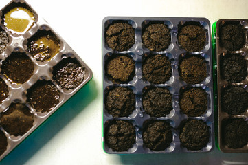 planting seeds at home in special containers