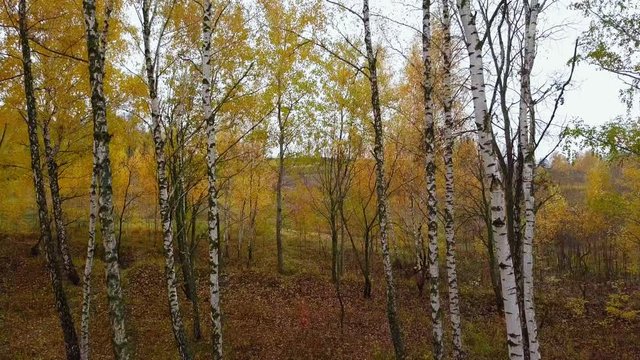 Autumn aerial. Fliying along birch grove. Aerial view. Directly above the deciduous forest in autumn.