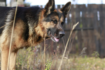 Dog german shepherd in village