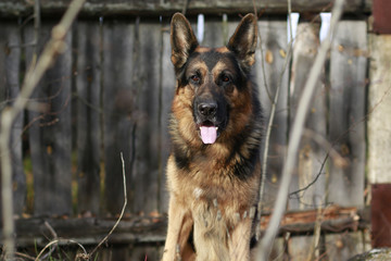 Dog german shepherd in village