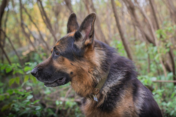 German shepherd dog in sunny autumn
