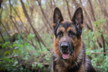 German shepherd dog in sunny autumn