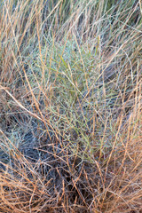 Spiky desert plant in the outback of the Northern Territory