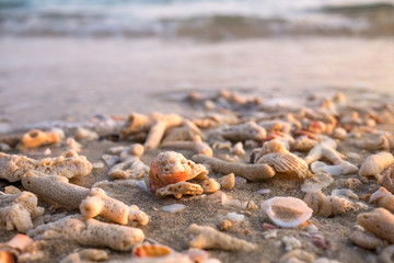 Sea shells and coral fragments on sandy beach in morning warm sunlight sea summer background, close-up.