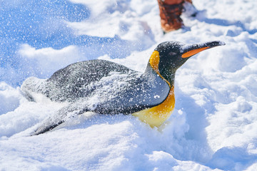 Obraz premium 腹ばいのキングペンギン 