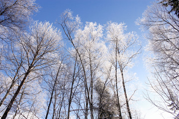 Fototapeta na wymiar Frosty tree crowns.