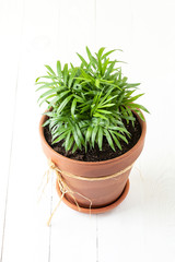 Indoor green plant Chamaedorea in a clay terracotta pot..