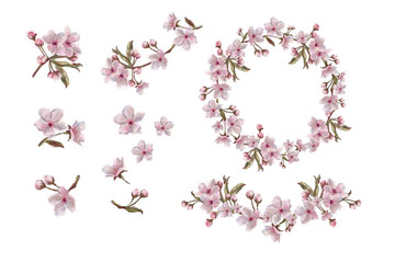 Spring Flowers Apple/Cherry/Almond, Botanical Watercolor Illustration.