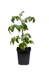 Tomato seedling in black flowerpot isolated on white