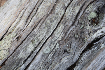 Beach Tree bark details in the Ascencio Valley, Torres del Paine National Park, Patagonia, Chile