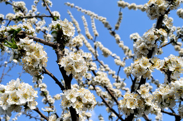close-up of  blooming plum tree branch on blue sky background