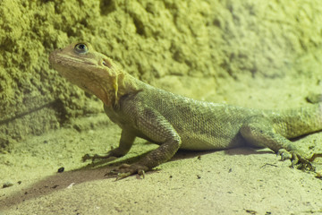 Lepidothyris scink, lizard in terrarium.