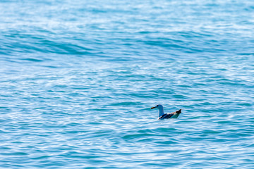 Fototapeta premium Seagull