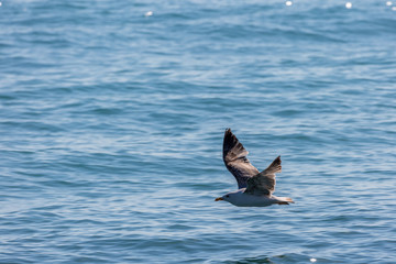 Seagull