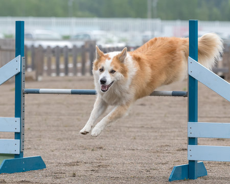Icelandic Sheepdog jumps over an agility hurdle in agility competition