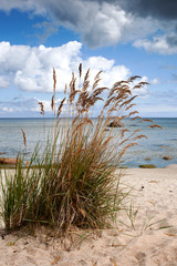 Grass on Baltic sea beach, Latvia.
