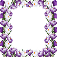 frame with white flowers of crocuses