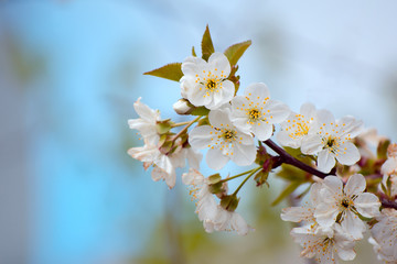 branch of blossoming cherry in the garden against the background