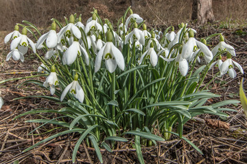 Schneegl&ouml;ckchen im fr&uuml;hling