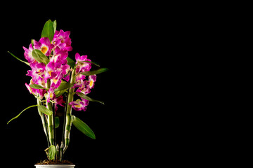Red orchid on a black background.