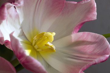 Spring flowers. Pink blooming tulips close up.