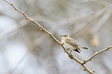ニシオジロビタキ(Red-breasted Flycatcher)