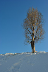 Poplar on white snowy hill bright blue sky background