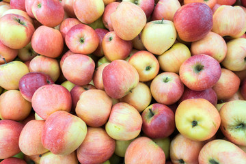 Red and green apples at the farmers market. red and green apples on the market
