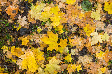 Bright autumn leaves on the ground. Shoot from above.