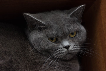 Funny british cat peeping