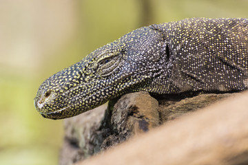 Sleeping varan in a giant terrarium.