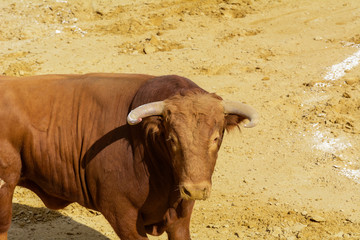 Toro de lidia en la arena de una plaza de toros. España