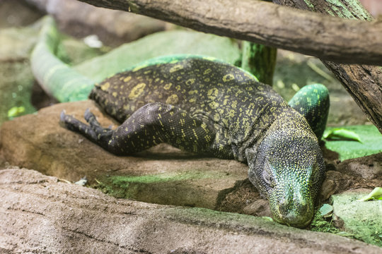 Sleeping varan in a giant terrarium.