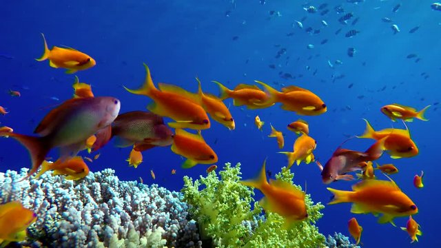 Beautiful corals. Underwater life in the ocean. Tropical fish.