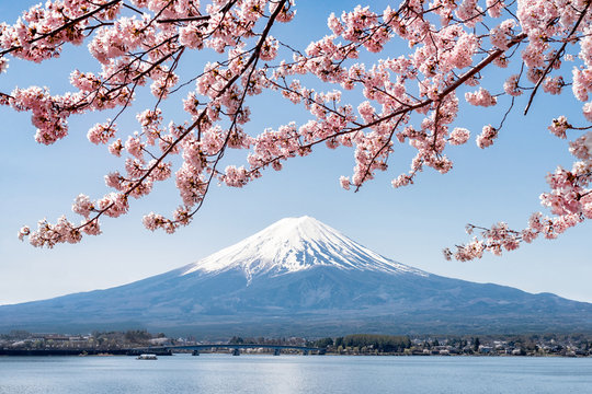 Fototapeta Rosa Kirschblüte im Frühling am Berg Fuji in Kawaguchiko, Japan