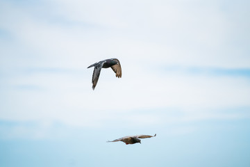 Fototapeta na wymiar Two Pigeons Flying In The Sky